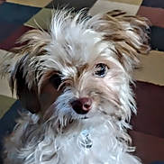 Dusty is registered to the contest to win money with this photo: animal, brown, checkered_background, close_up, collar, curious, cute, dog, ears, face, fluffy, fur, indoor, nose, pet, portrait, small_dog, soft_light, whiskers, white