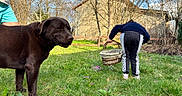 Viper a rejoint le concours — aidez-le/la à gagner de superbes lots ! basket, blue_sky, building, canine, casual_clothing, child, cloud, daylight, dog, garden, grass, grass_field, leisure, nature, outdoor, person, pet, spring, stone_wall, tree