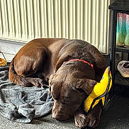 Viper a rejoint le concours — aidez-le/la à gagner de superbes lots ! animal, banana_toy, brown_dog, carpet, cozy, dog, domestic_animal, floor, indoor, paw, pet, plush_toy, radiator, relaxing, resting, shelf, shoe, sleeping, towel, toy