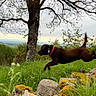 Viper a rejoint le concours — aidez-le/la à gagner de superbes lots ! animal, branches, brown_dog, canine, cloudy, collar, dog, field, grass, jumping, landscape, leaping, moss, motion_blur, nature, outdoor, rocks, scenery, sky, tree