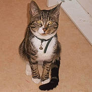 Noe participe au concours pour gagner de l'argent avec cette photo : cat, tabby, domestic_cat, pet, indoor, collar, bell, sitting, looking_up, paws, tail, whiskers, ears, fur, portrait, floor, home_interior, attentive, feline, curious