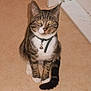 cat, tabby, domestic_cat, pet, indoor, collar, bell, sitting, looking_up, paws, tail, whiskers, ears, fur, portrait, floor, home_interior, attentive, feline, curious
