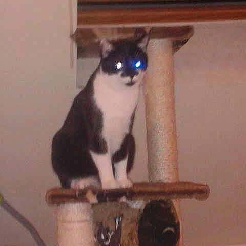 Sapeur a rejoint le concours — aidez-le/la à gagner de superbes lots !