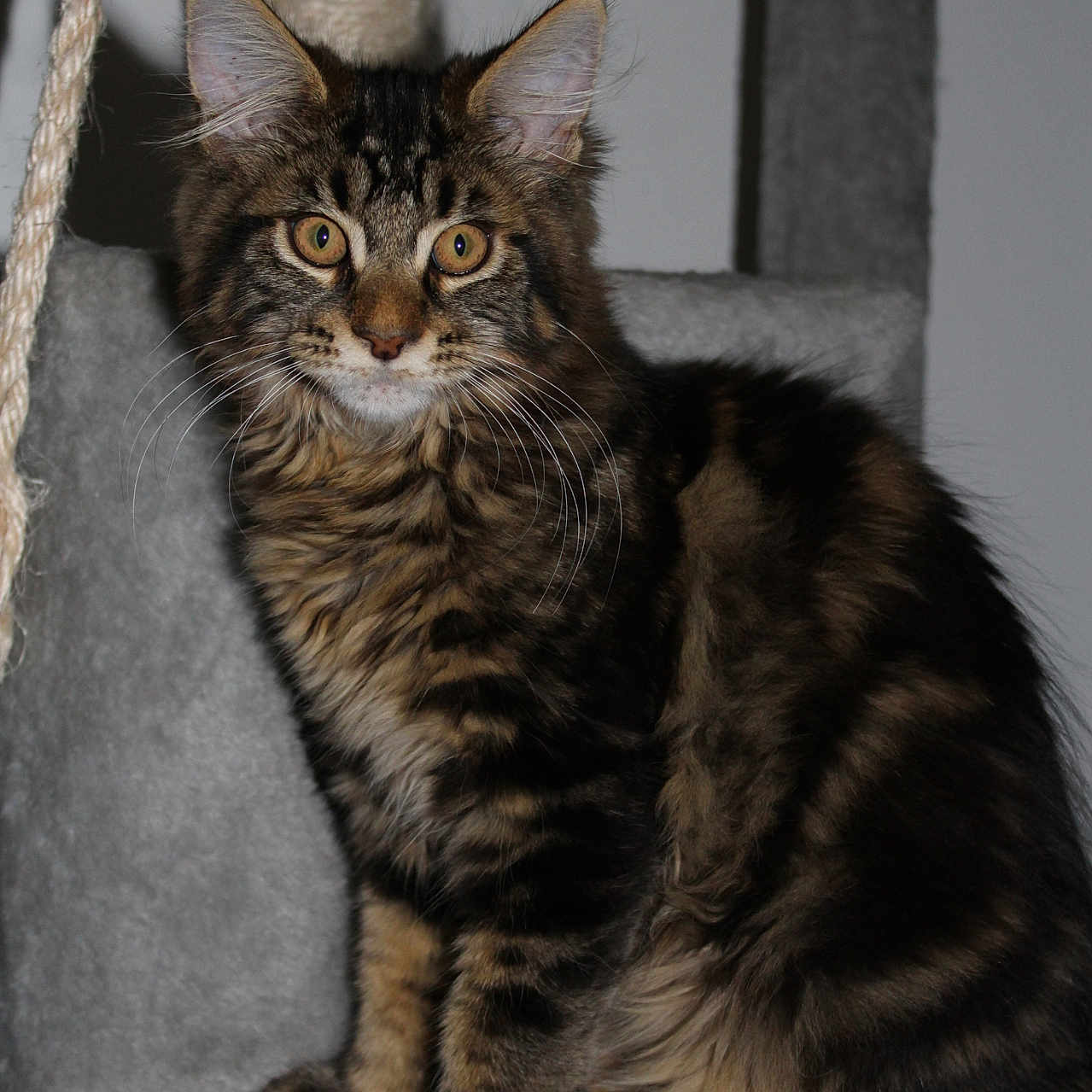 Zya a rejoint le concours — aidez-le/la à gagner de superbes lots ! abyssinian, animal, cat, kitten, manx, pet