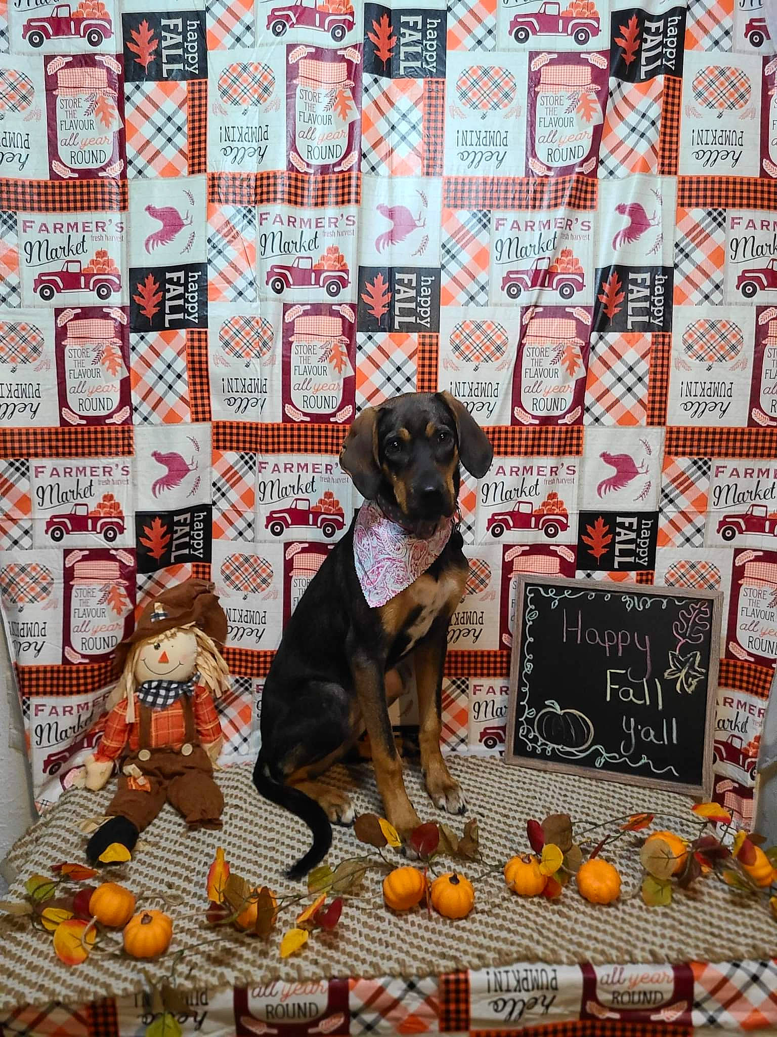 Arrow joined the competition — help win amazing prizes! art, carnivore, citrus, clementine, companion_dog, dog, dog_breed, dog_supply, fruit, illustration, mandarin_orange, natural_foods, orange, pattern, picture_frame, poster, rangpur, tangerine, valencia_orange, working_animal