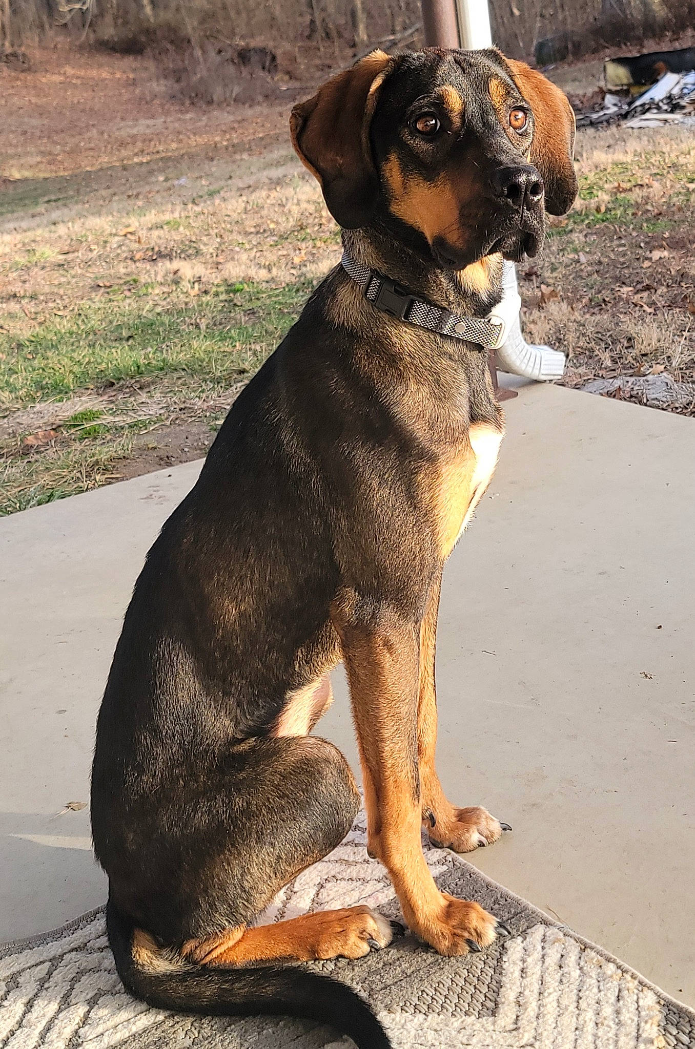 Arrow joined the competition — help win amazing prizes! balance, biting, carnivore, collar, companion_dog, dog, dog_breed, dog_collar, fawn, hunting_dog, paw, plant, snout, sporting_group, tail, terrestrial_animal, working_animal, working_dog