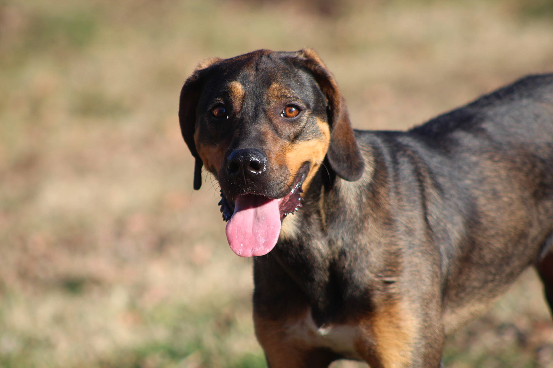 Arrow is registered to the contest to win money with this photo: canidae, carnivore, companion_dog, dog, dog_breed, fawn, grass, guard_dog, hunting_dog, plant, snout, sporting_group, terrestrial_animal, wildlife, working_animal, working_dog