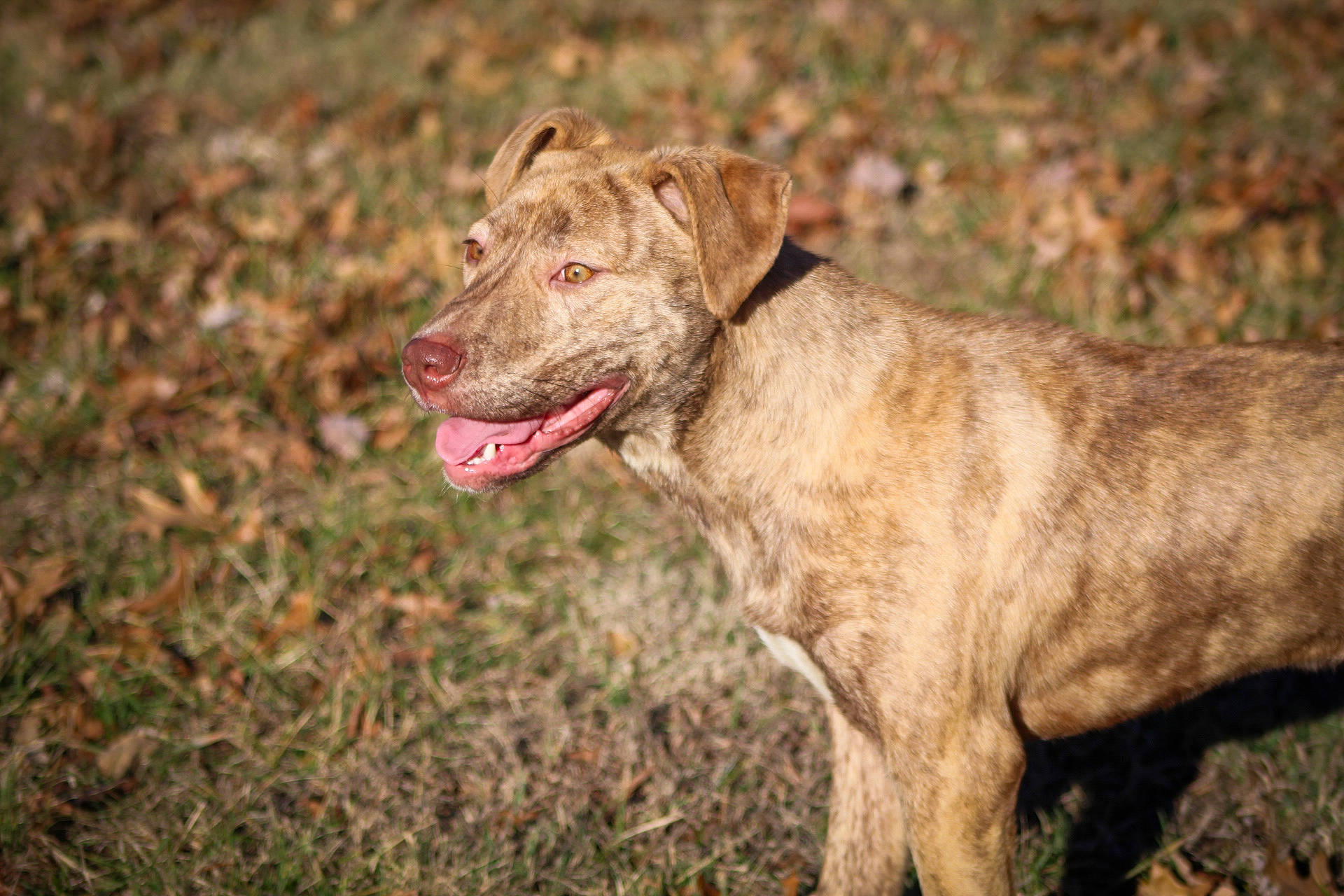 Asher joined the competition — help win amazing prizes! canidae, carnivore, collar, companion_dog, dog, dog_breed, dog_collar, fawn, grass, gun_dog, hunting_dog, liver, plant, snout, soil, sporting_group, terrestrial_animal, wildlife, working_animal, working_dog