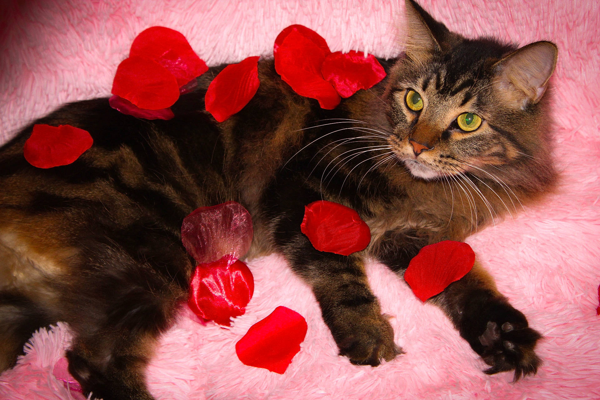 Jerry is registered to the contest to win money with this photo: carmine, carnivore, cat, cat_supply, cat_toy, domestic_short_haired_cat, fashion_accessory, fawn, felidae, fur, liver, magenta, paw, petal, pink, plant, small_to_medium_sized_cats, snout, tail, whiskers