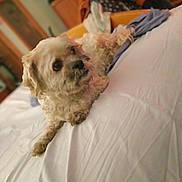 Boogie is registered to the contest to win money with this photo: affenpinscher, animal, bed, bedroom, blanket, canine, cockerspaniel, couch, cushion, dog, furniture, homedecor, indoors, linen, pet, poodle, puppy, room, terrier, whitedog