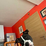 Saya a rejoint le concours — aidez-le/la à gagner de superbes lots ! dog, black_and_white, chair, indoor, wooden_chair, head_tilt, curious, pet, house, door, framed_picture, refrigerator, kitchen, collar, animal, furniture, wall_art, home, portrait, domestic