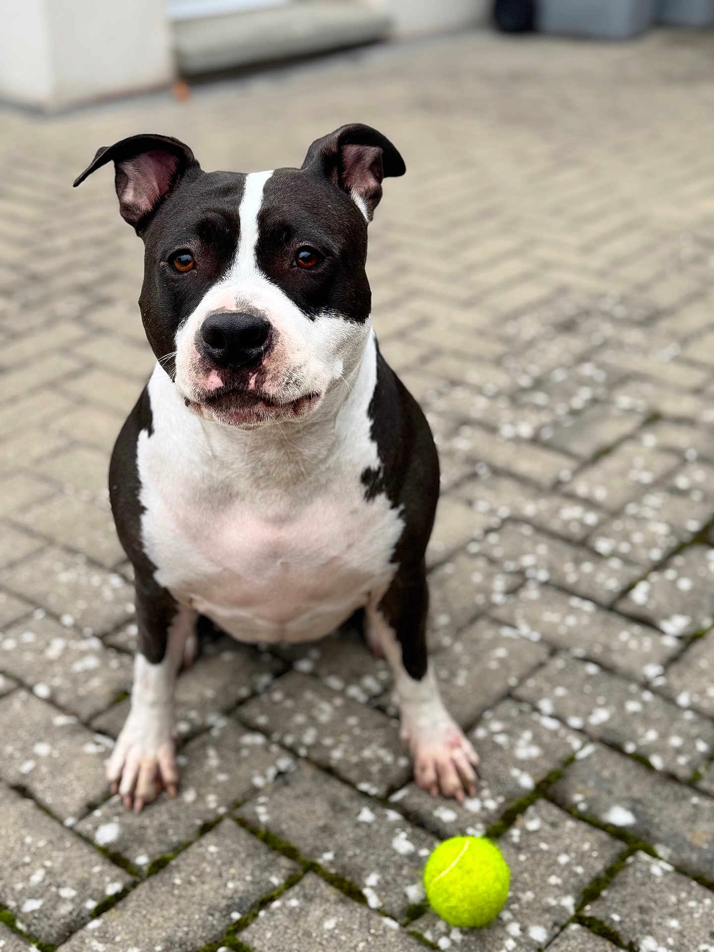 Saya a rejoint le concours — aidez-le/la à gagner de superbes lots ! dog, tennis_ball, pavement, black_and_white, pet, animal, outdoor, sitting, playful, cute, canine, focused, ears_up, short_fur, spot, domestic_animal, front_paws, ground, daylight, close_up