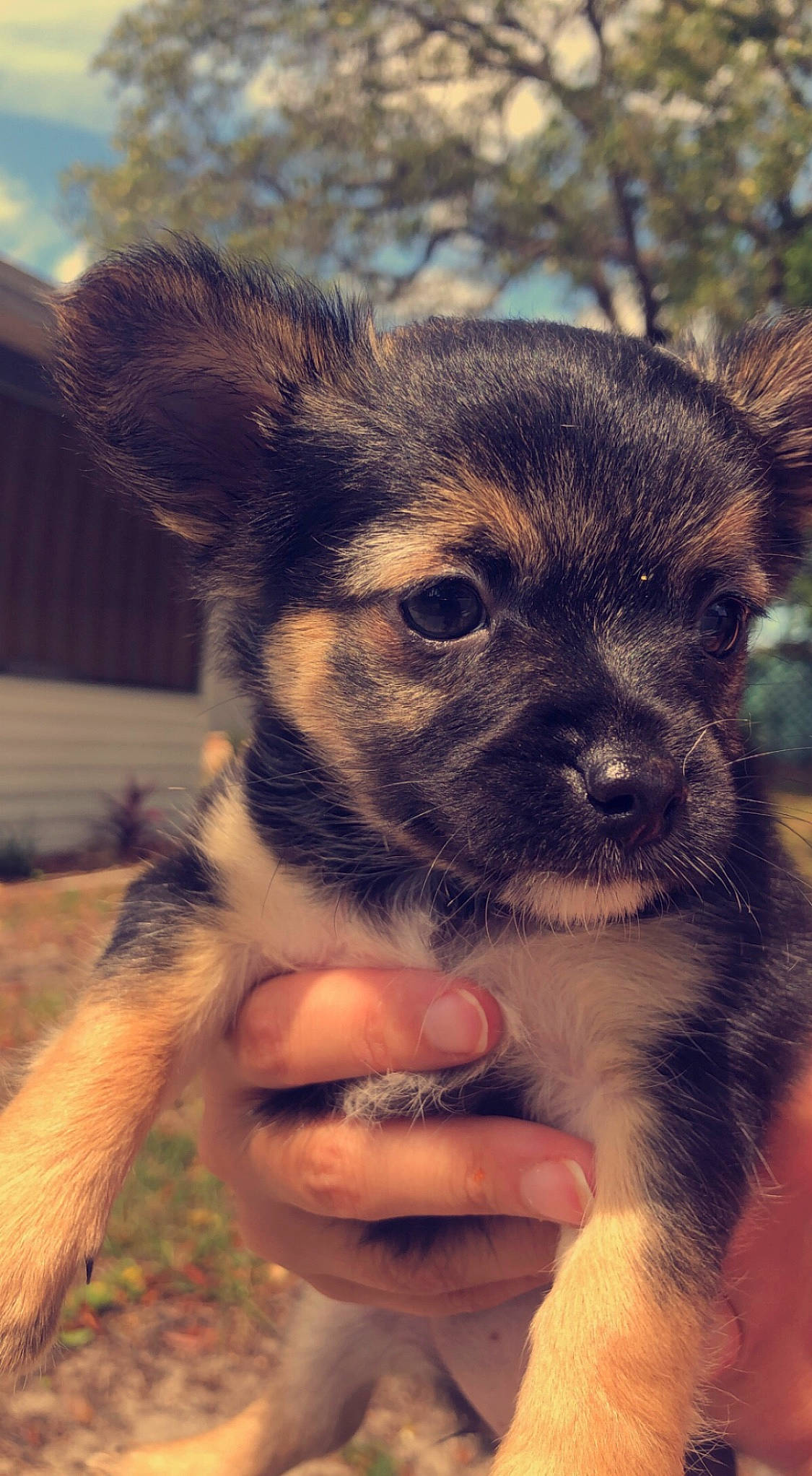 Onyx joined the competition — help win amazing prizes! canidae, carnivore, companion_dog, dog, dog_breed, electric_blue, fawn, fur, grass, herding_dog, puppy, snout, sporting_group, street_dog, terrestrial_animal, texas_heeler, whiskers, wildlife, working_animal, working_dog