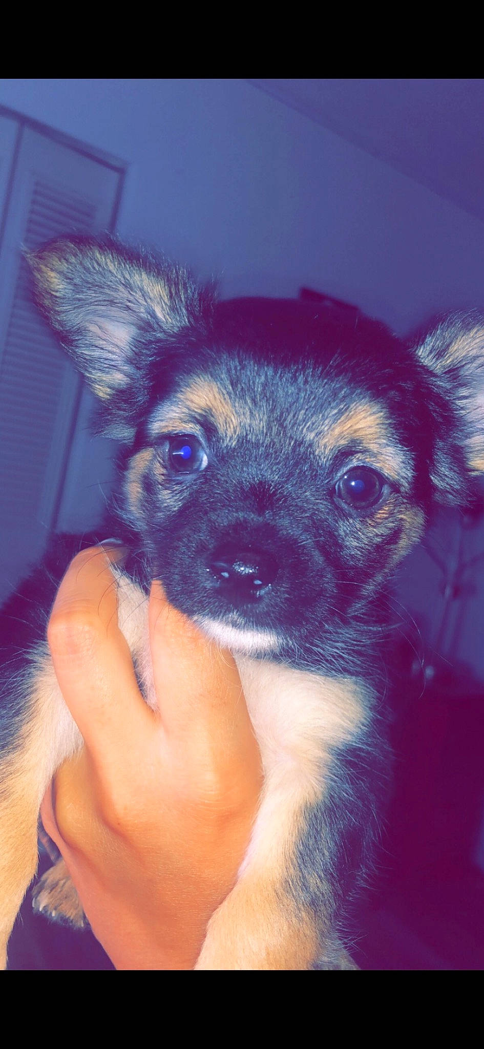 Onyx is registered to the contest to win money with this photo: canidae, carnivore, companion_dog, dog, dog_breed, ear, electric_blue, fur, nail, non_sporting_group, sporting_group, thumb, toy_dog, whiskers, working_animal, working_dog