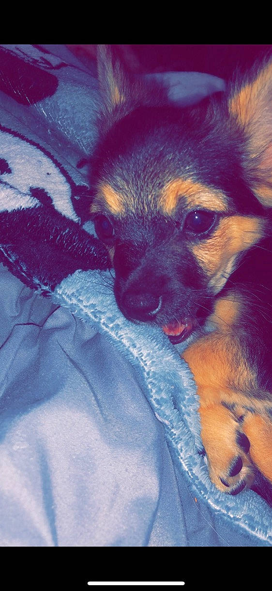 Onyx joined the competition — help win amazing prizes! canidae, carnivore, comfort, companion_dog, dog, dog_breed, ear, electric_blue, fawn, fur, guard_dog, heat, paw, puppy, purple, snout, sporting_group, toy_dog, whiskers, working_dog