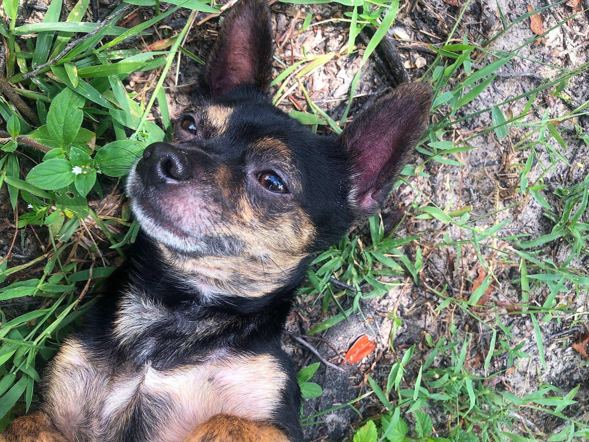 Greyson is registered to the contest to win money with this photo: canidae, carnivore, companion_dog, dog, dog_breed, ear, eye, fawn, fur, grass, groundcover, plant, snout, soil, sporting_group, terrestrial_animal, terrestrial_plant, toy_dog, whiskers, working_animal