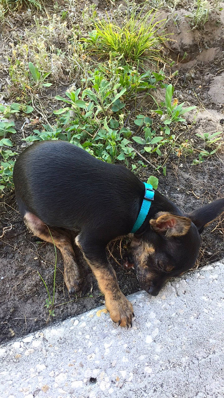 Greyson joined the competition — help win amazing prizes! canidae, carnivore, collar, companion_dog, dog, dog_breed, dog_collar, dog_supply, electric_blue, fashion_accessory, fawn, grass, leash, pet_supply, plant, snout, sporting_group, tail, terrestrial_animal, working_animal