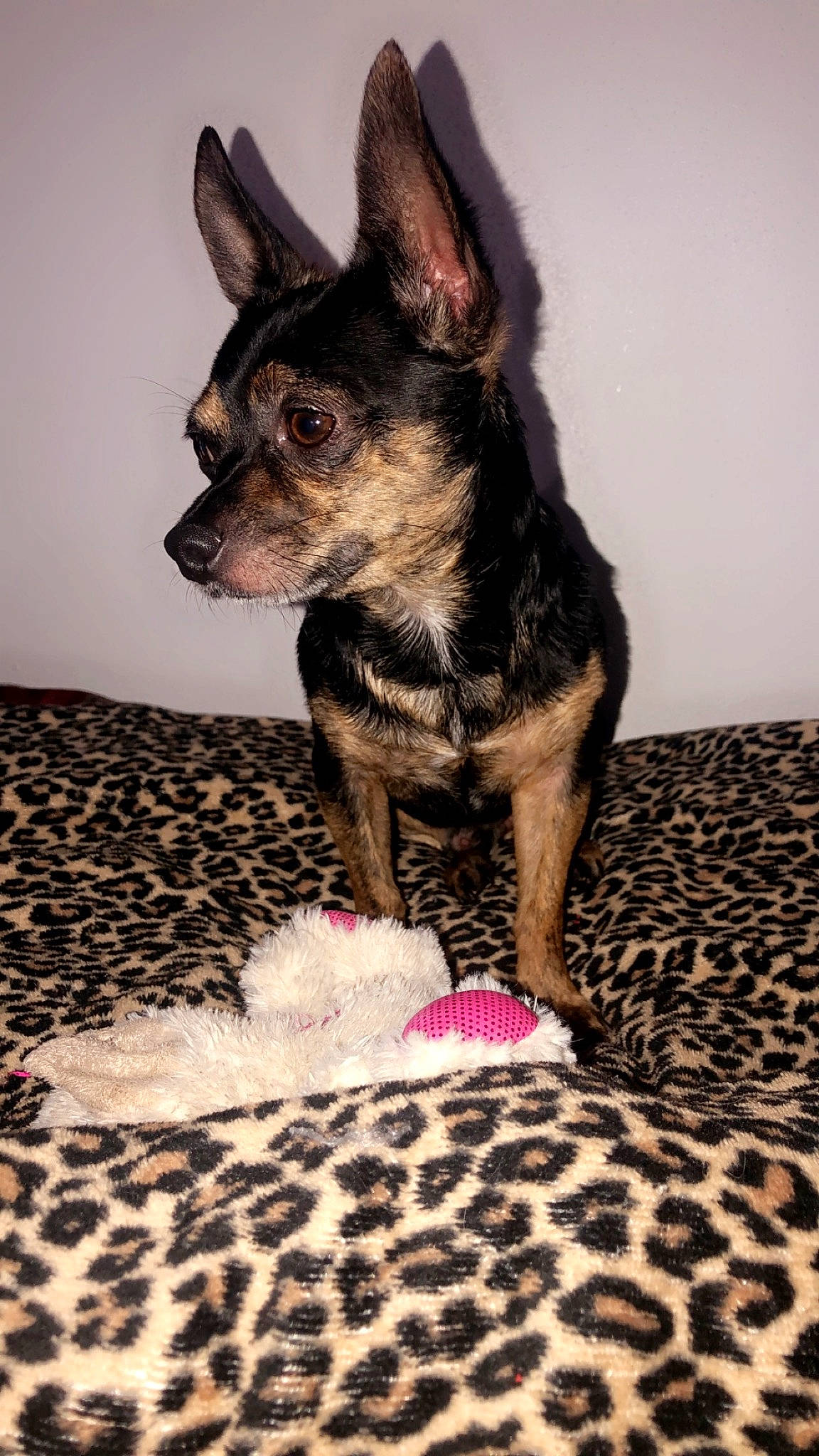 Greyson is registered to the contest to win money with this photo: canidae, carnivore, carpet, chihuahua, comfort, companion_dog, corgi_chihuahua, dog, dog_breed, ear, fawn, flooring, fur, non_sporting_group, snout, sporting_group, terrestrial_animal, toy_dog, whiskers, working_animal