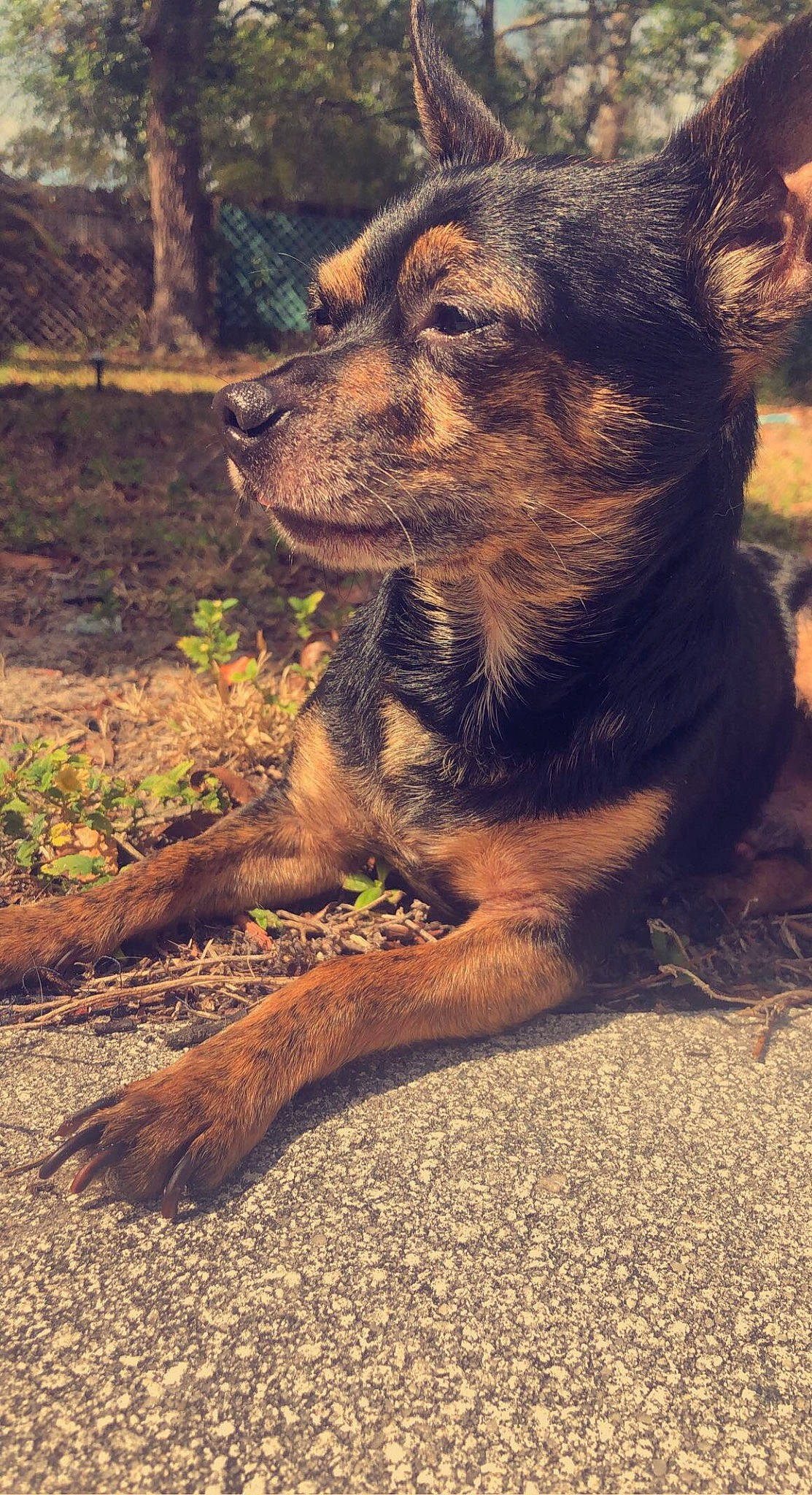 Greyson joined the competition — help win amazing prizes! canidae, carnivore, companion_dog, dog, dog_breed, fawn, fur, german_shepherd_dog, grass, herding_dog, paw, plant, soil, sporting_group, street_dog, terrestrial_animal, whiskers, wood, working_animal, working_dog