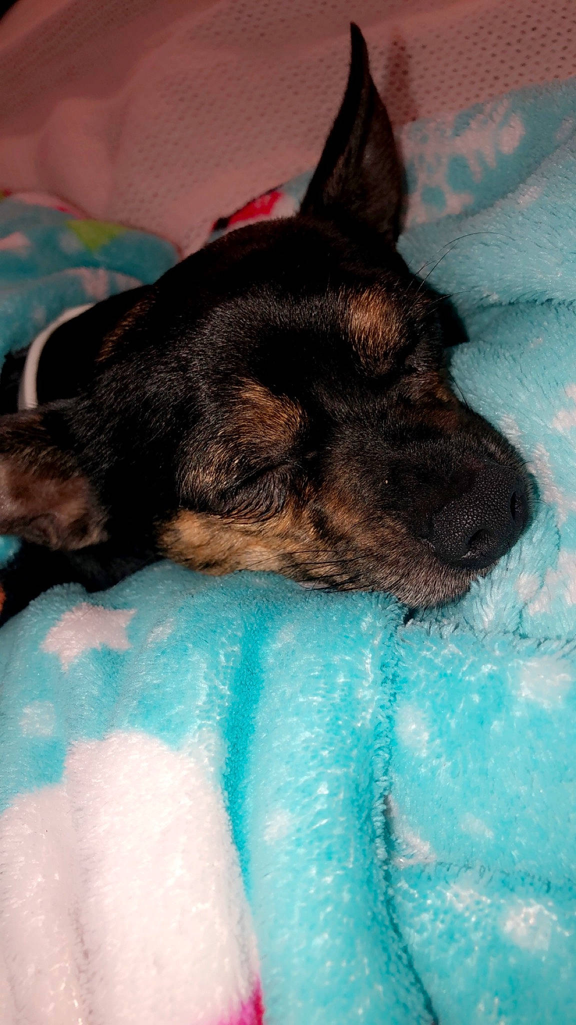 Greyson joined the competition — help win amazing prizes! canidae, carnivore, comfort, companion_dog, dog, dog_breed, electric_blue, fawn, felidae, fur, guard_dog, nap, paw, sleep, snout, sporting_group, texas_heeler, whiskers, working_animal, working_dog