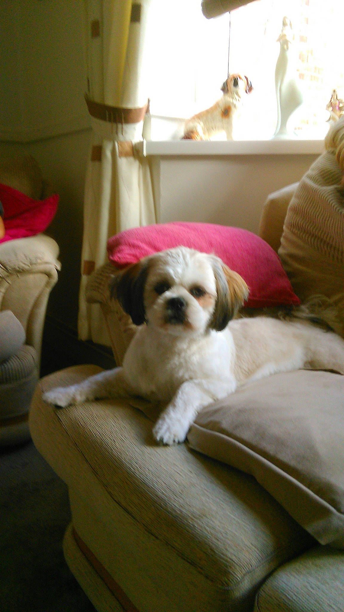 Molly is registered to the contest to win money with this photo: canidae, carnivore, chair, comfort, companion_dog, couch, dog, dog_breed, dog_supply, fawn, furniture, home, liver, pet_supply, pillow, room, snout, sporting_group, toy_dog, working_animal