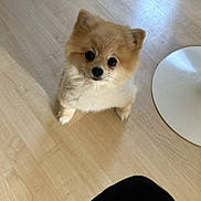 Ruby participe au concours pour gagner de l'argent avec cette photo : adult, animal, canine, cockerspaniel, dog, eskimodog, female, furniture, hardwood, indoors, interiordesign, papillon, person, pet, plate, plywood, puppy, whitedog, woman, wood