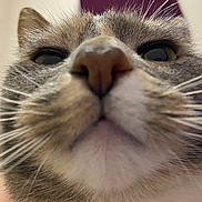 Jinx a rejoint le concours — aidez-le/la à gagner de superbes lots ! cat, close_up, whiskers, nose, fur, eyes, pet, animal, indoor, curious, face, muzzle, tabby, domestic_cat, portrait, feline, closeup, cute, background_blur, funny_angle