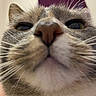 cat, close_up, whiskers, nose, fur, eyes, pet, animal, indoor, curious, face, muzzle, tabby, domestic_cat, portrait, feline, closeup, cute, background_blur, funny_angle