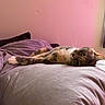 Jinx participe au concours pour gagner de l'argent avec cette photo : cat, bed, pillow, purple, feline, indoor, relaxed, fur, whiskers, cozy, home, resting, animal, pet, cute, soft, curious, sleepy, comfort, domestic