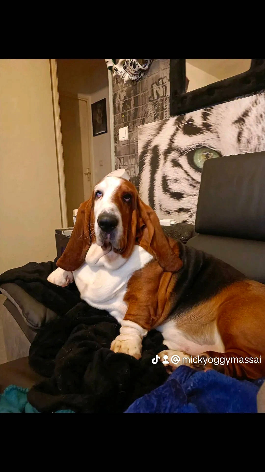 Sapont participe au concours pour gagner de l'argent avec cette photo : basset_artesien_normand, basset_hound, bored, bracco_italiano, canidae, carnivore, comfort, companion_dog, couch, dog, dog_breed, dog_supply, fawn, fur, hound, liver, picture_frame, scent_hound, sporting_group, working_animal