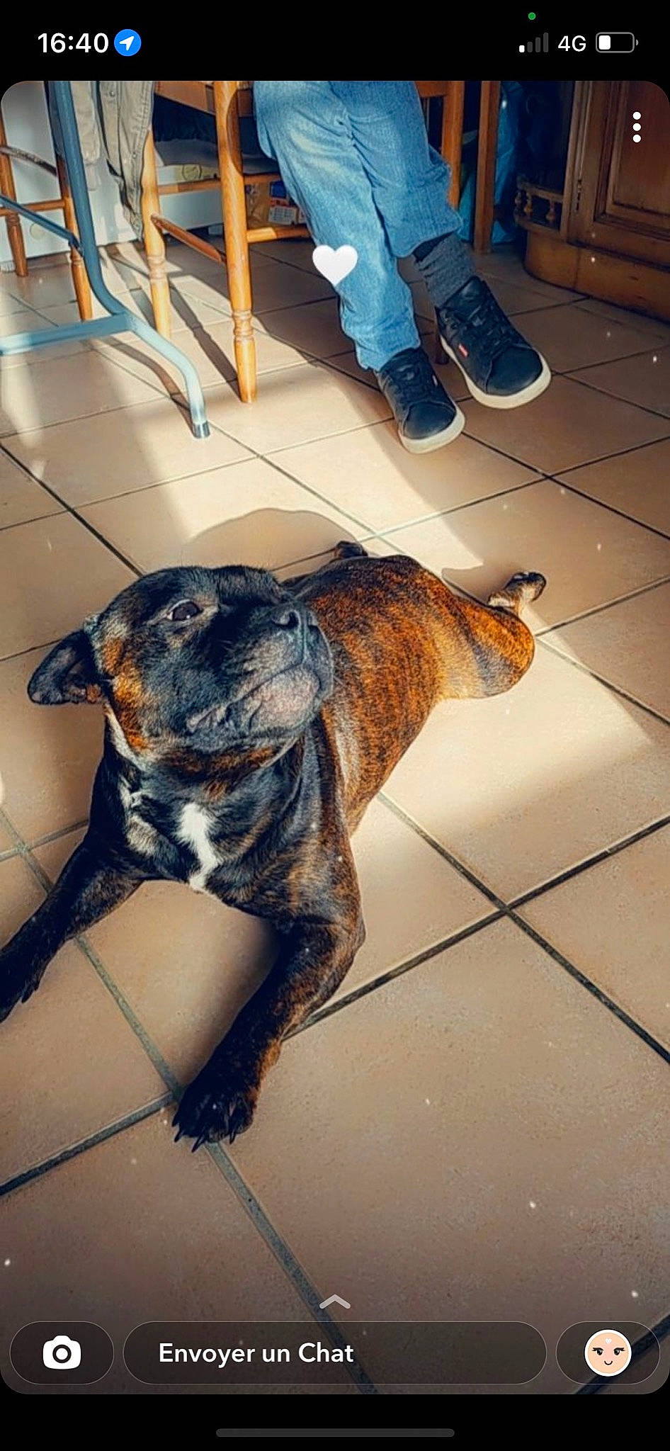 Romi a rejoint le concours — aidez-le/la à gagner de superbes lots ! carnivore, collar, companion_dog, dog, dog_breed, fawn, floor, flooring, foot, hardwood, human_leg, leg, mammal, pet_supply, snout, tail, vertebrate, whiskers, wood, working_animal