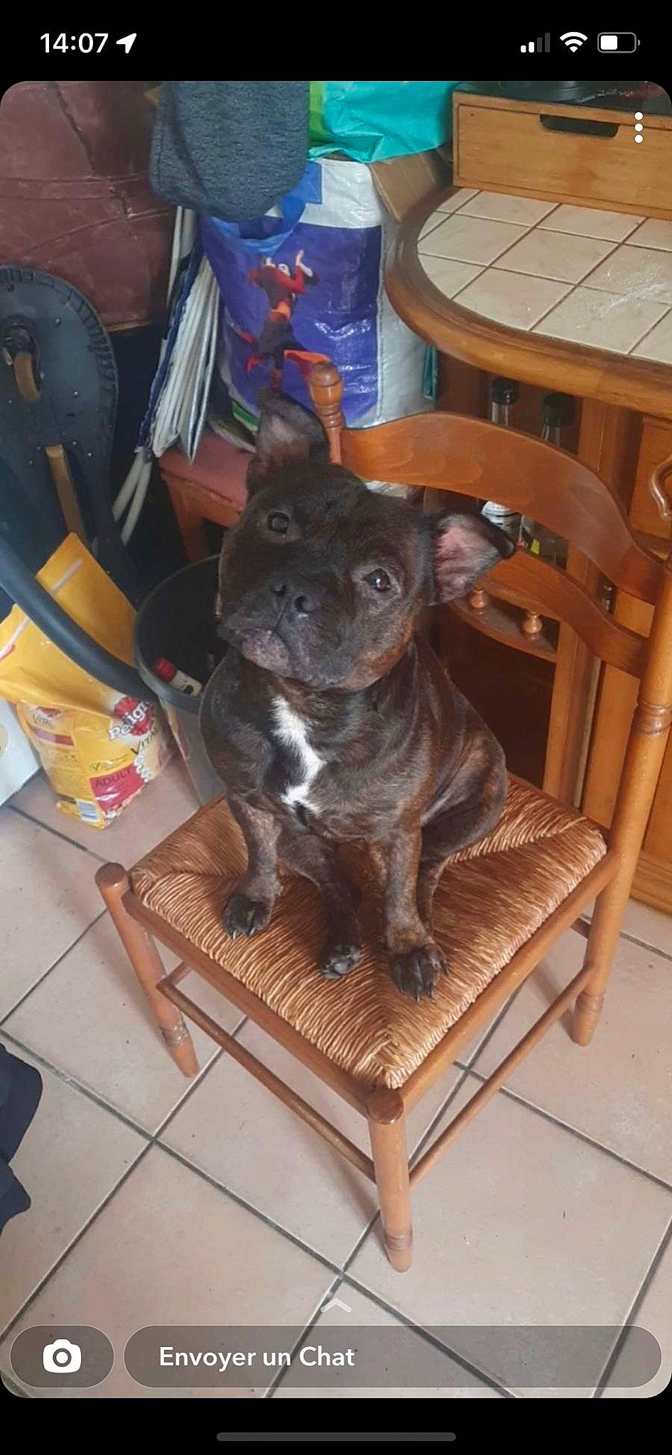 Romi a rejoint le concours — aidez-le/la à gagner de superbes lots ! canidae, carnivore, chair, companion_dog, dog, dog_breed, fawn, felidae, flooring, fur, furniture, hardwood, snout, sporting_group, table, tail, toy_dog, whiskers, wood, working_animal