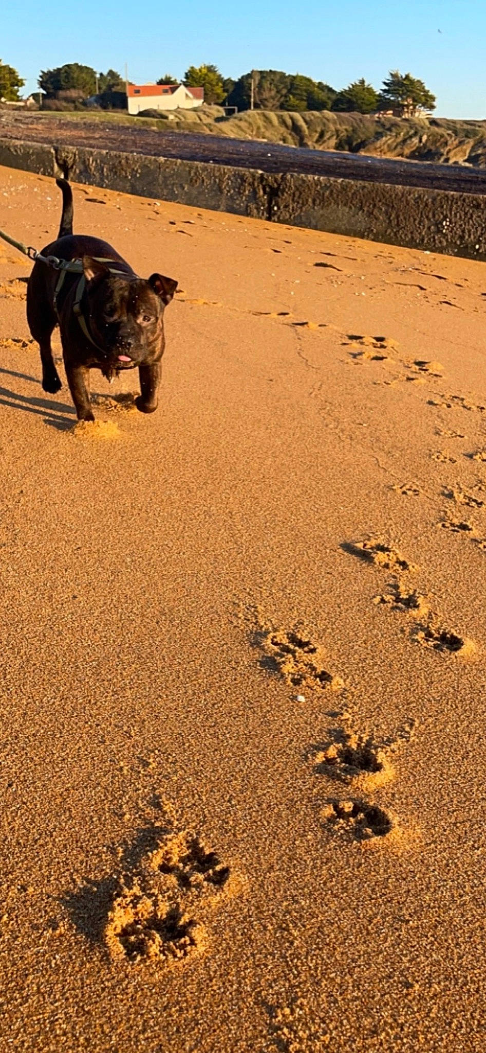 Romi participe au concours pour gagner de l'argent avec cette photo : asphalt, beach, bulldog, carnivore, companion_dog, dog, dog_breed, grass, landscape, road, road_surface, sand, snout, soil, sunlight, tail, terrestrial_animal, tints_and_shades, wood, working_animal