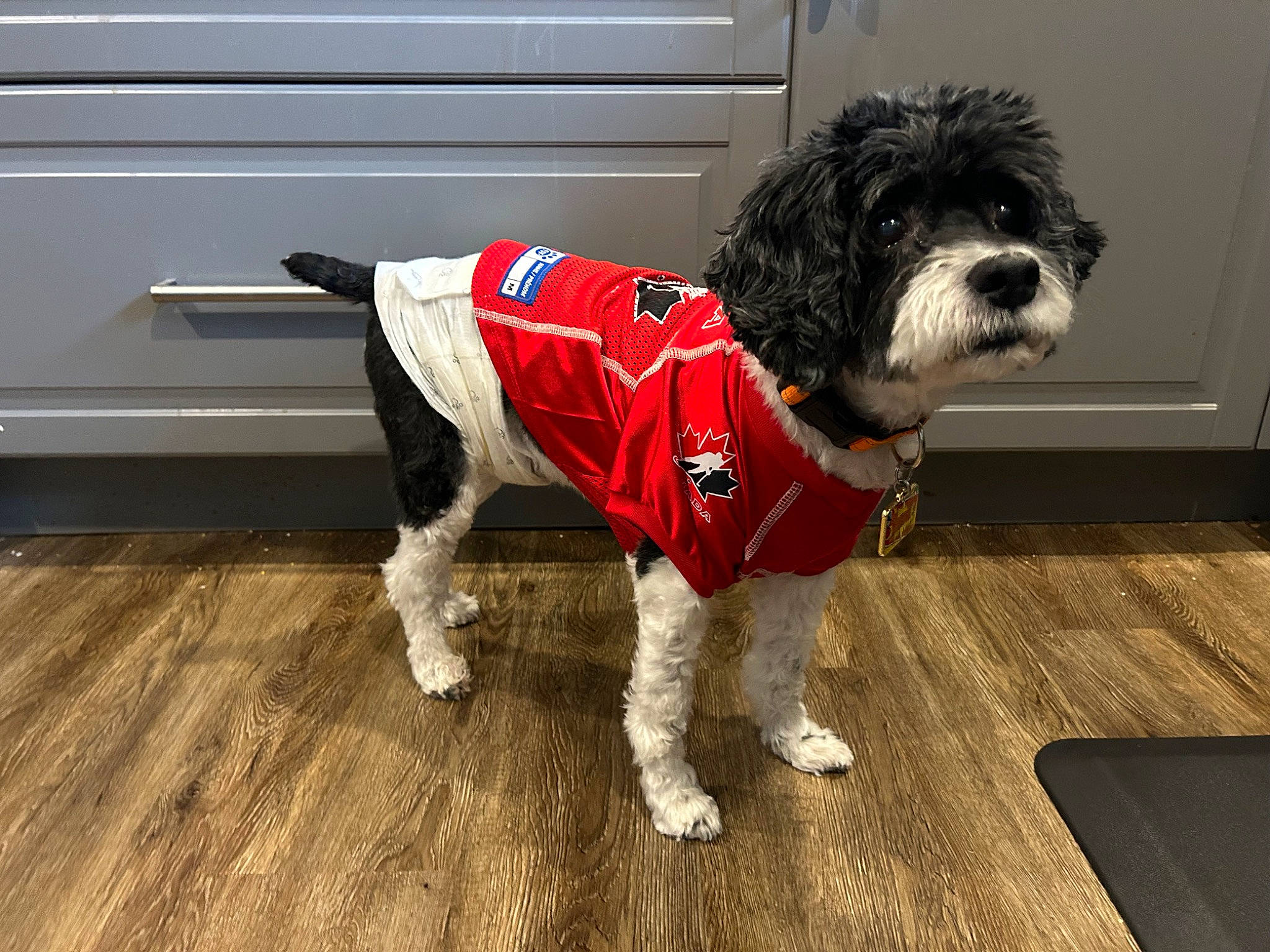 Bandit joined the competition — help win amazing prizes! carnivore, collar, companion_dog, dog, dog_breed, dog_clothes, dog_collar, dog_supply, door, flooring, fur, hardwood, pet_supply, small_terrier, sporting_group, terrier, toy_dog, water_dog, wood, working_animal