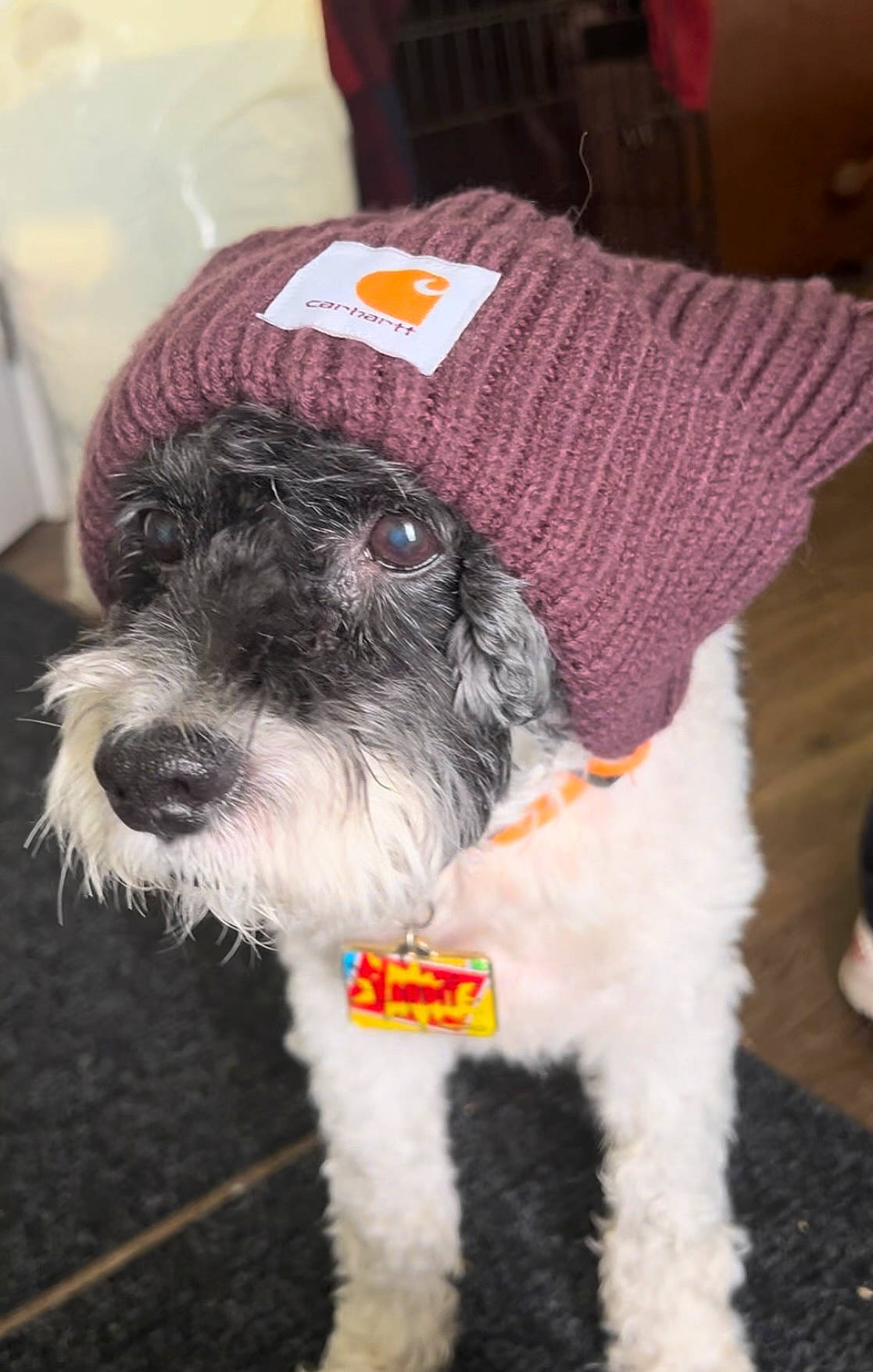 Bandit is registered to the contest to win money with this photo: art, canidae, carnivore, collar, companion_dog, creative_arts, dog, dog_breed, dog_collar, dog_supply, fashion_accessory, fur, schnauzer, snout, sporting_group, terrier, toy_dog, water_dog, wool, working_animal