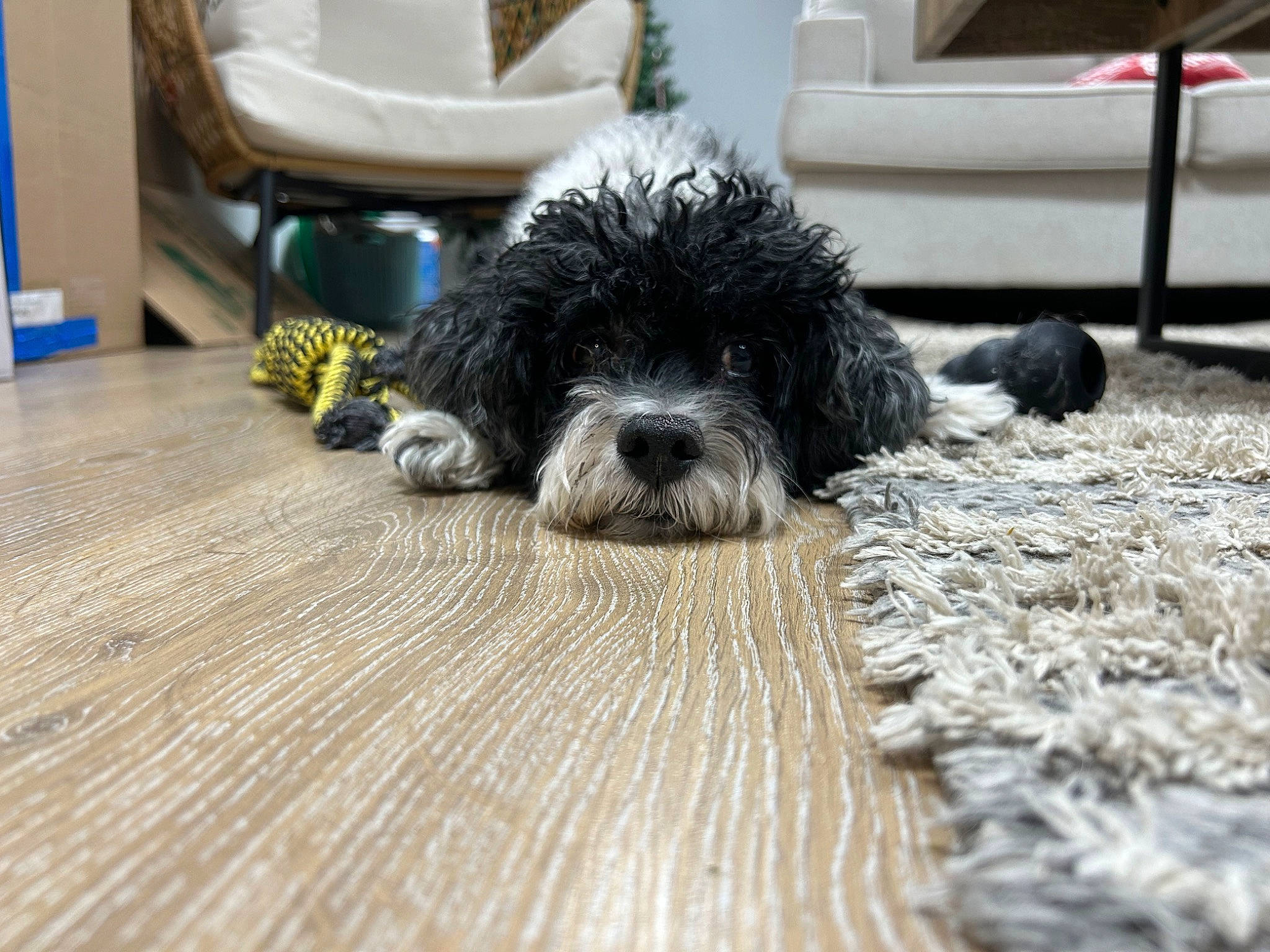 Bandit joined the competition — help win amazing prizes! carnivore, cockapoo, companion_dog, dog, dog_breed, floor, flooring, fur, grey, hardwood, maltepoo, small_terrier, snout, sporting_group, tail, terrier, toy_dog, water_dog, wood, working_animal