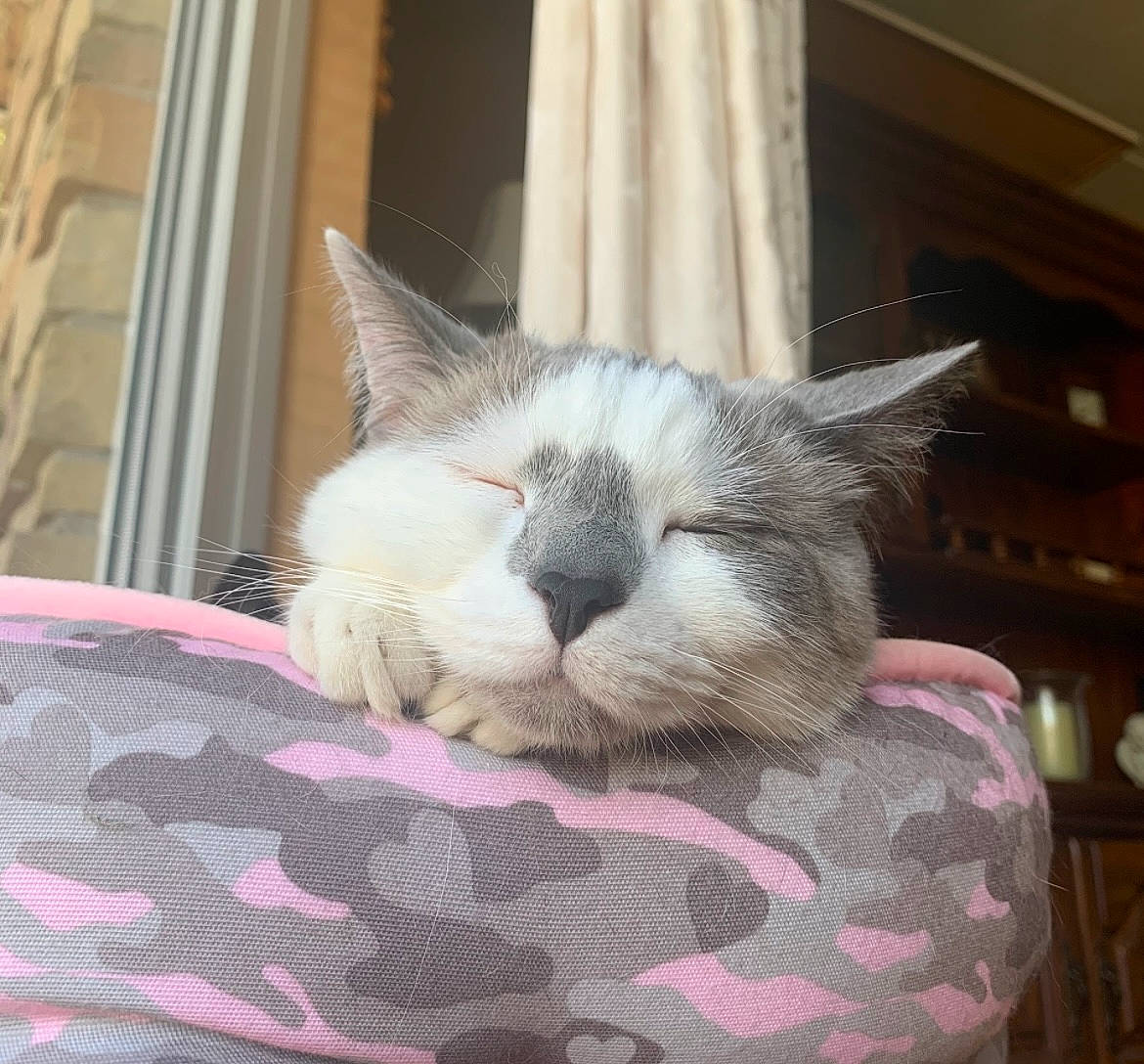 Obie is registered to the contest to win money with this photo: carnivore, cat, cat_supply, claw, comfort, domestic_short_haired_cat, felidae, fur, linens, nap, pattern, paw, pet_supply, small_to_medium_sized_cats, snout, tail, terrestrial_animal, textile, whiskers, window