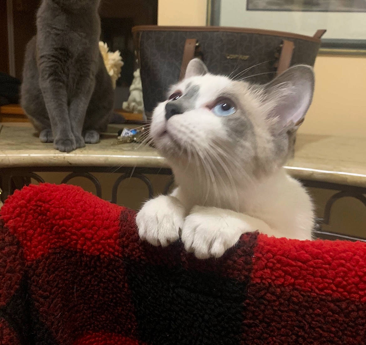 Obie joined the competition — help win amazing prizes! carnivore, cat, chair, comfort, domestic_short_haired_cat, eye, fawn, felidae, flooring, fur, lap, pattern, paw, small_to_medium_sized_cats, snout, tail, whiskers, wool, woolen, woven_fabric