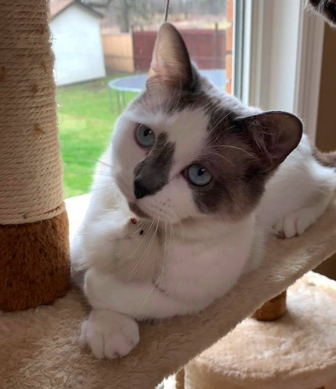 Obie is registered to the contest to win money with this photo: carnivore, cat, cat_furniture, cat_supply, domestic_short_haired_cat, fawn, felidae, flooring, fur, hardwood, paw, pet_supply, sitting, small_to_medium_sized_cats, snout, tail, tree, trunk, whiskers, wood