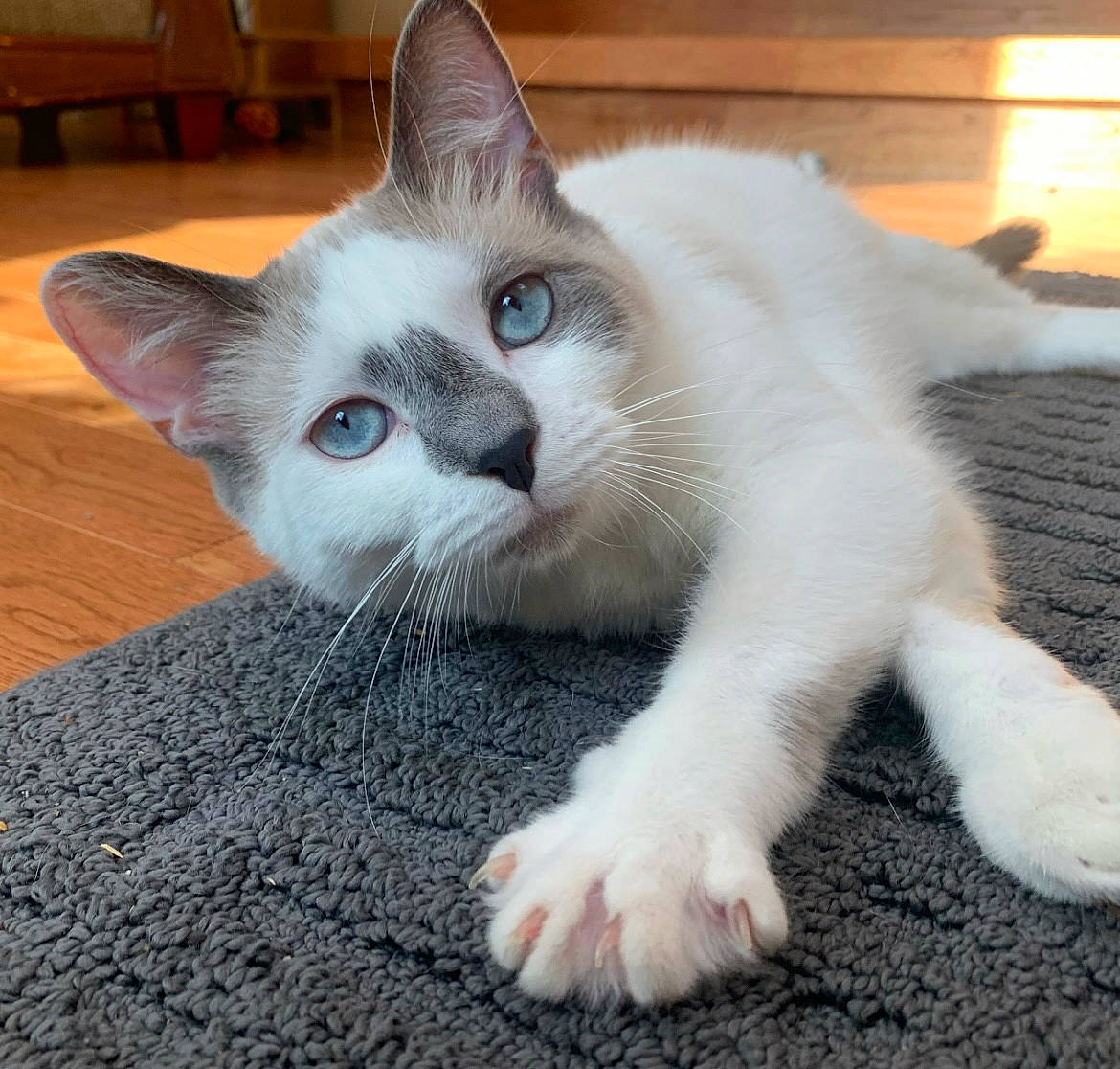 Obie is registered to the contest to win money with this photo: carnivore, cat, cat_furniture, cat_supply, claw, comfort, domestic_short_haired_cat, eye, fawn, felidae, flooring, fur, paw, small_to_medium_sized_cats, snout, tail, whiskers