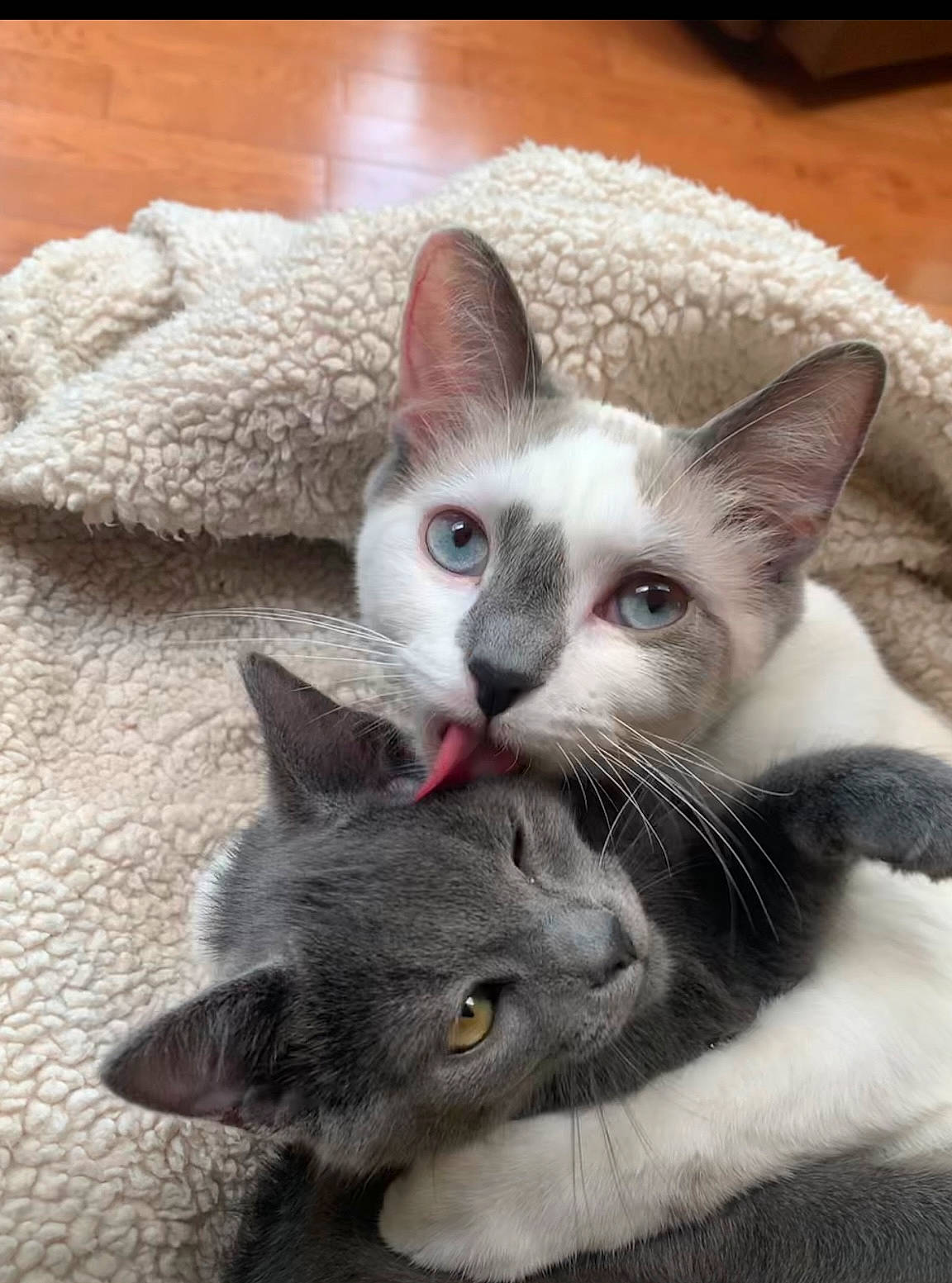 Obie joined the competition — help win amazing prizes! carnivore, cat, cat_supply, claw, comfort, domestic_short_haired_cat, ear, felidae, fur, grey, paw, photo_caption, russian_blue, small_to_medium_sized_cats, snout, tail, whiskers