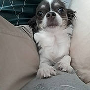 Maly participe au concours pour gagner de l'argent avec cette photo : dog, small_dog, pet, indoor, cushion, lap, cute, white_and_brown, fur, looking_at_camera, close_up, cozy, resting, animal, companion, curious, wide_eyes, snout, ears, paws