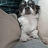 dog, small_dog, pet, indoor, cushion, lap, cute, white_and_brown, fur, looking_at_camera, close_up, cozy, resting, animal, companion, curious, wide_eyes, snout, ears, paws