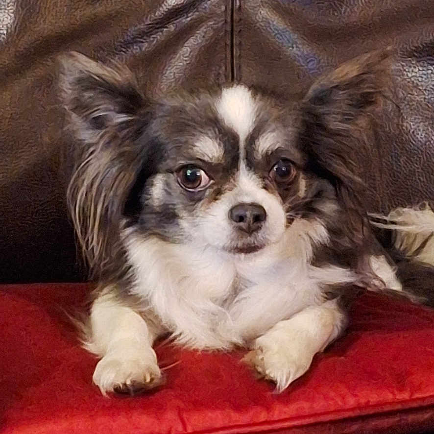 Maly a rejoint le concours — aidez-le/la à gagner de superbes lots ! dog, small_dog, long_hair, black_and_white, couch, leather, red_cushion, pet, indoor, relaxed, sitting, fur, cute, animal, companion, domestic_animal, face, ears, paw, expression