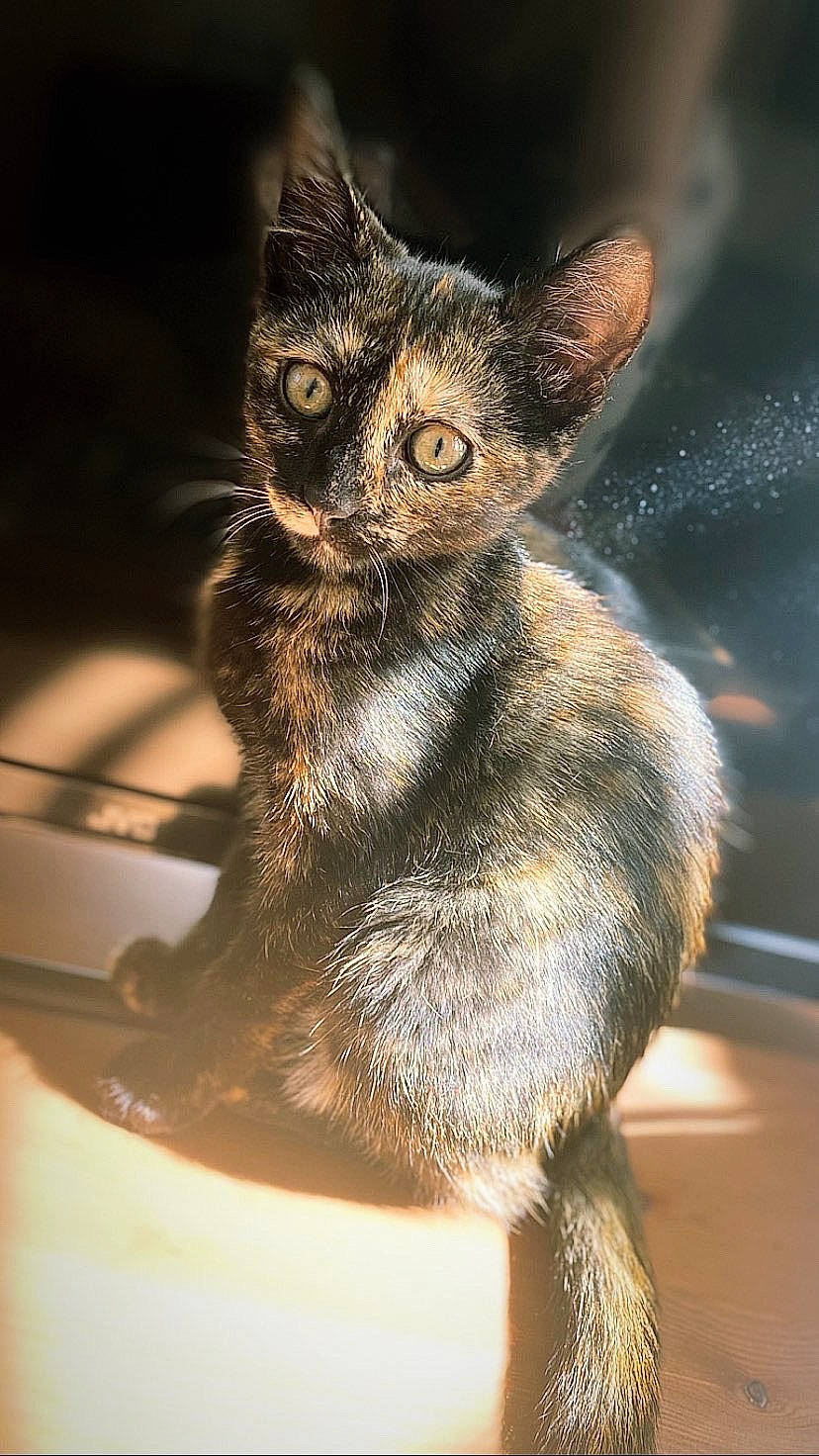 Sakura participe au concours pour gagner de l'argent avec cette photo : black_cat, carnivore, cat, claw, domestic_short_haired_cat, felidae, fur, iris, paw, small_to_medium_sized_cats, snout, tail, terrestrial_animal, whiskers, wildlife, window