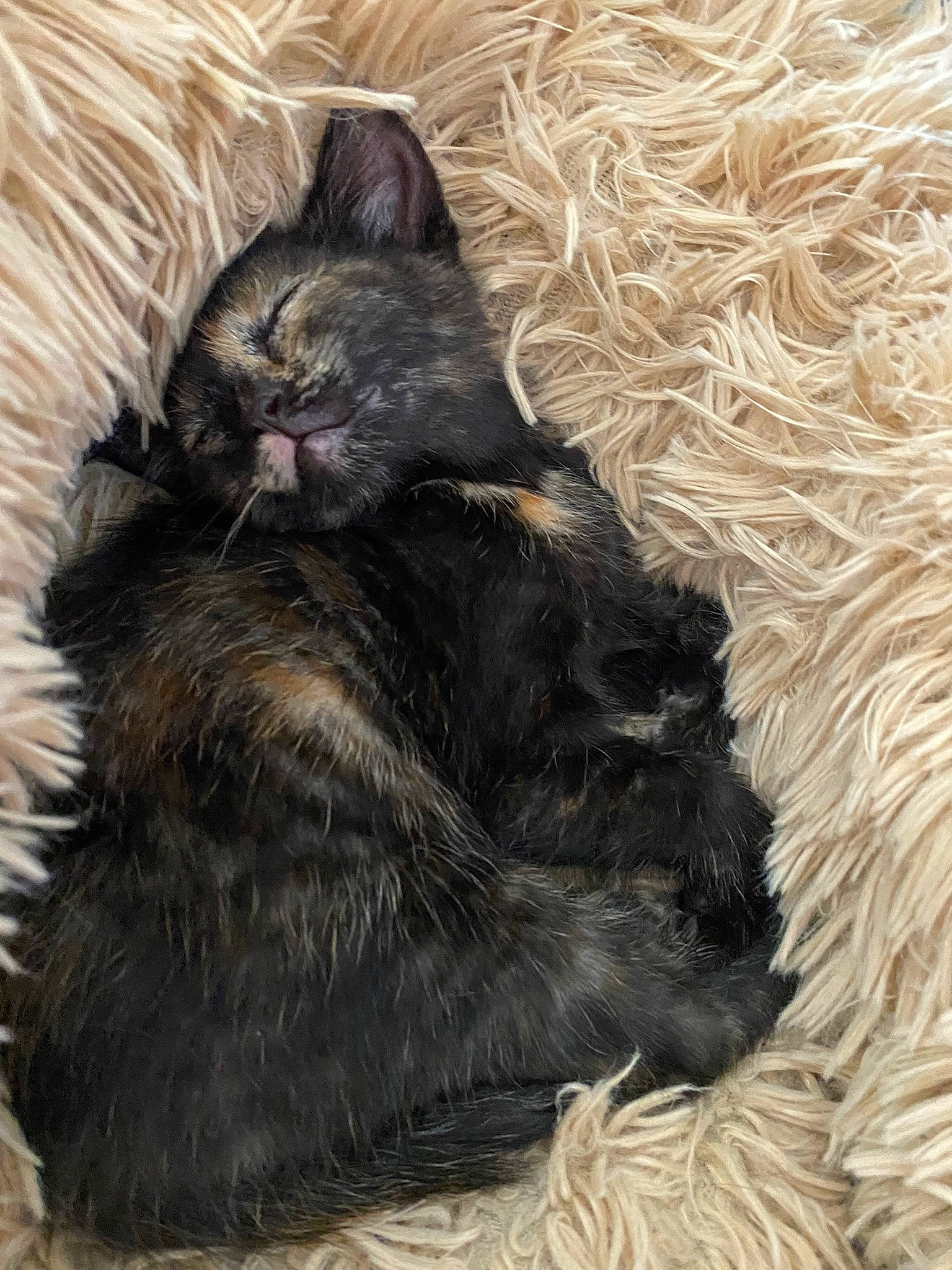 Sakura participe au concours pour gagner de l'argent avec cette photo : black_cat, carnivore, cat, claw, comfort, domestic_short_haired_cat, fawn, felidae, fur, nap, paw, small_to_medium_sized_cats, snout, tail, terrestrial_animal, whiskers