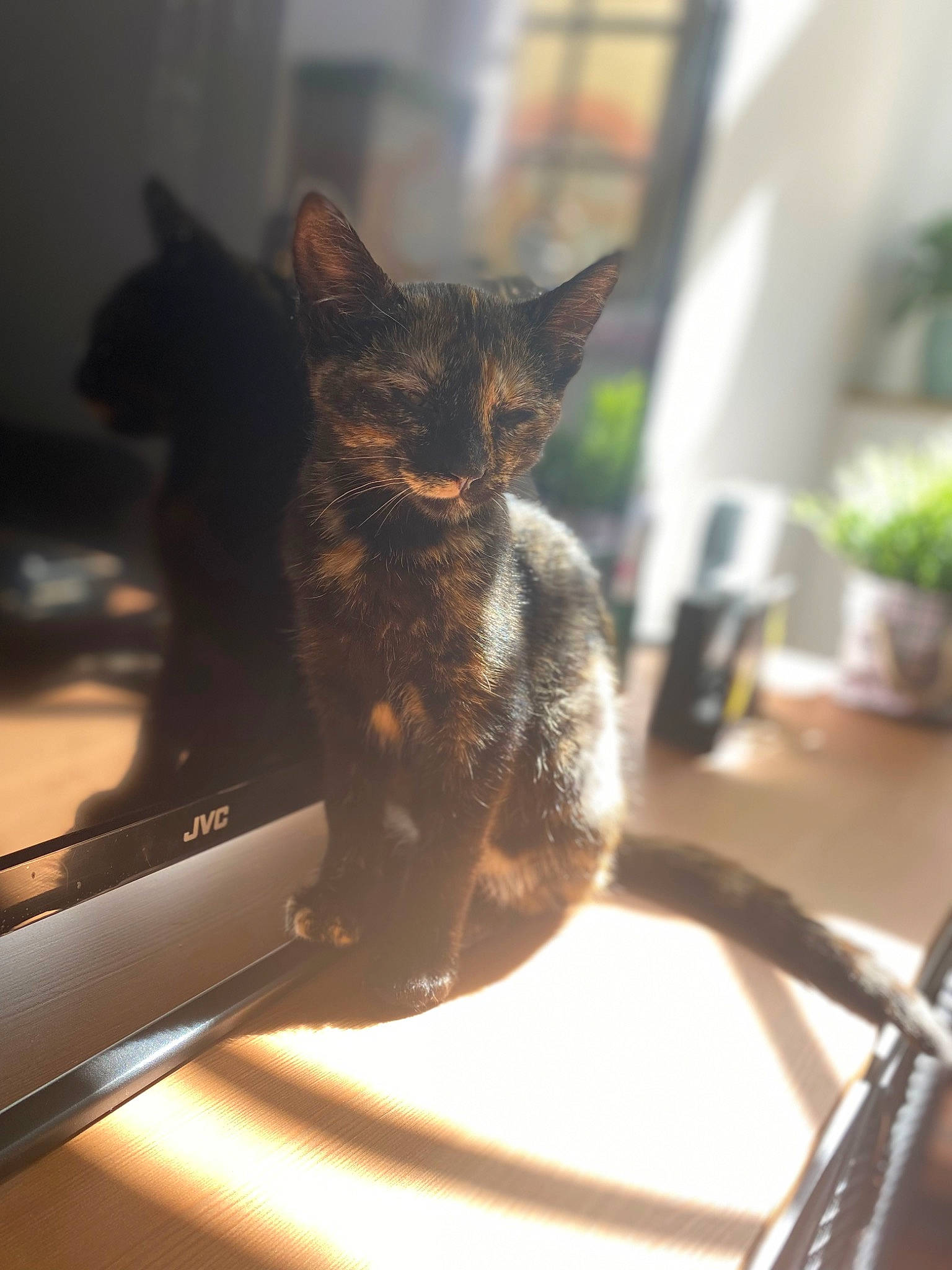 Sakura a rejoint le concours — aidez-le/la à gagner de superbes lots ! automotive_window_part, carnivore, cat, domestic_short_haired_cat, felidae, flat_panel_display, flowerpot, fur, gadget, houseplant, laptop, metal, personal_computer, plant, small_to_medium_sized_cats, tail, tree, whiskers, window, windshield