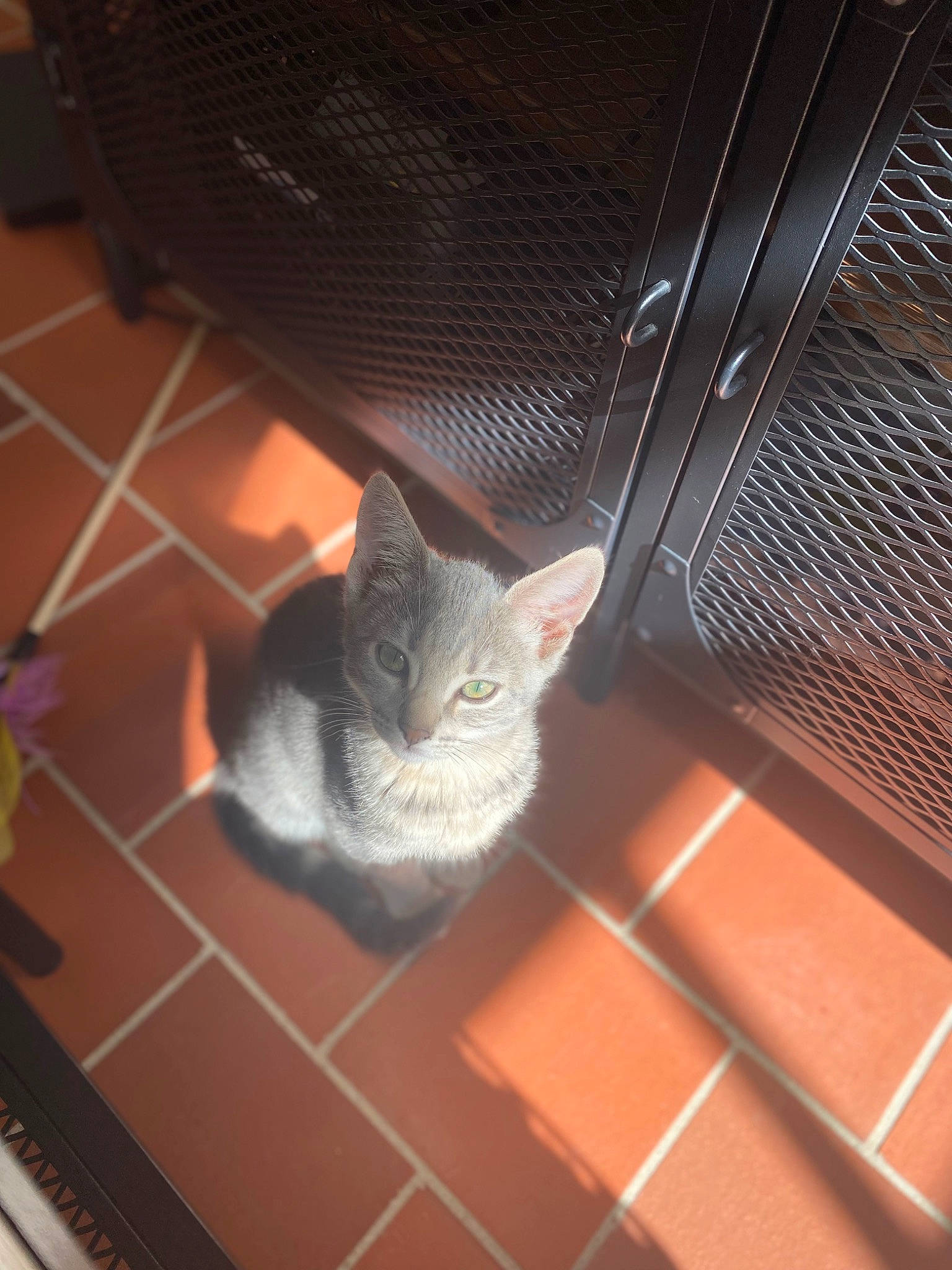 Aïna a rejoint le concours — aidez-le/la à gagner de superbes lots ! carnivore, cat, chair, domestic_short_haired_cat, felidae, floor, flooring, fur, gas, grey, hardwood, mesh, metal, room, russian_blue, small_to_medium_sized_cats, snout, tail, whiskers, wood