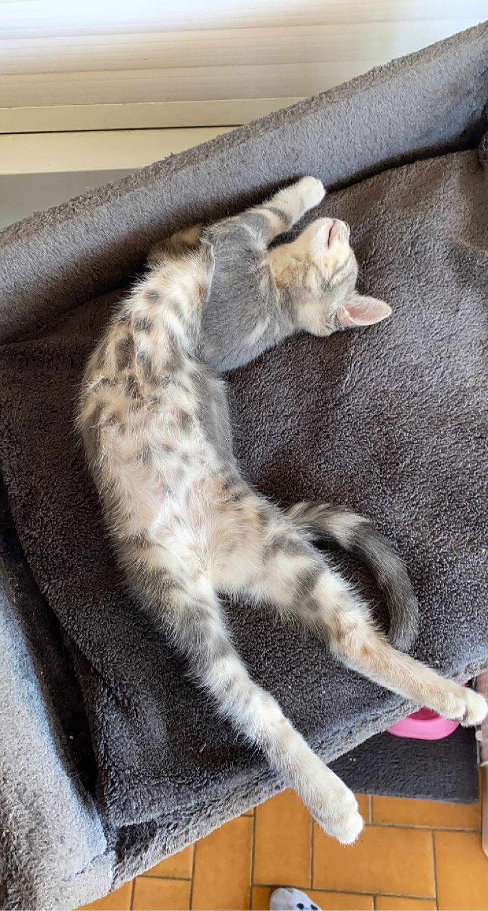 Aïna participe au concours pour gagner de l'argent avec cette photo : carnivore, cat, claw, comfort, couch, domestic_short_haired_cat, felidae, fur, grey, linens, nap, paw, small_to_medium_sized_cats, tail, whiskers