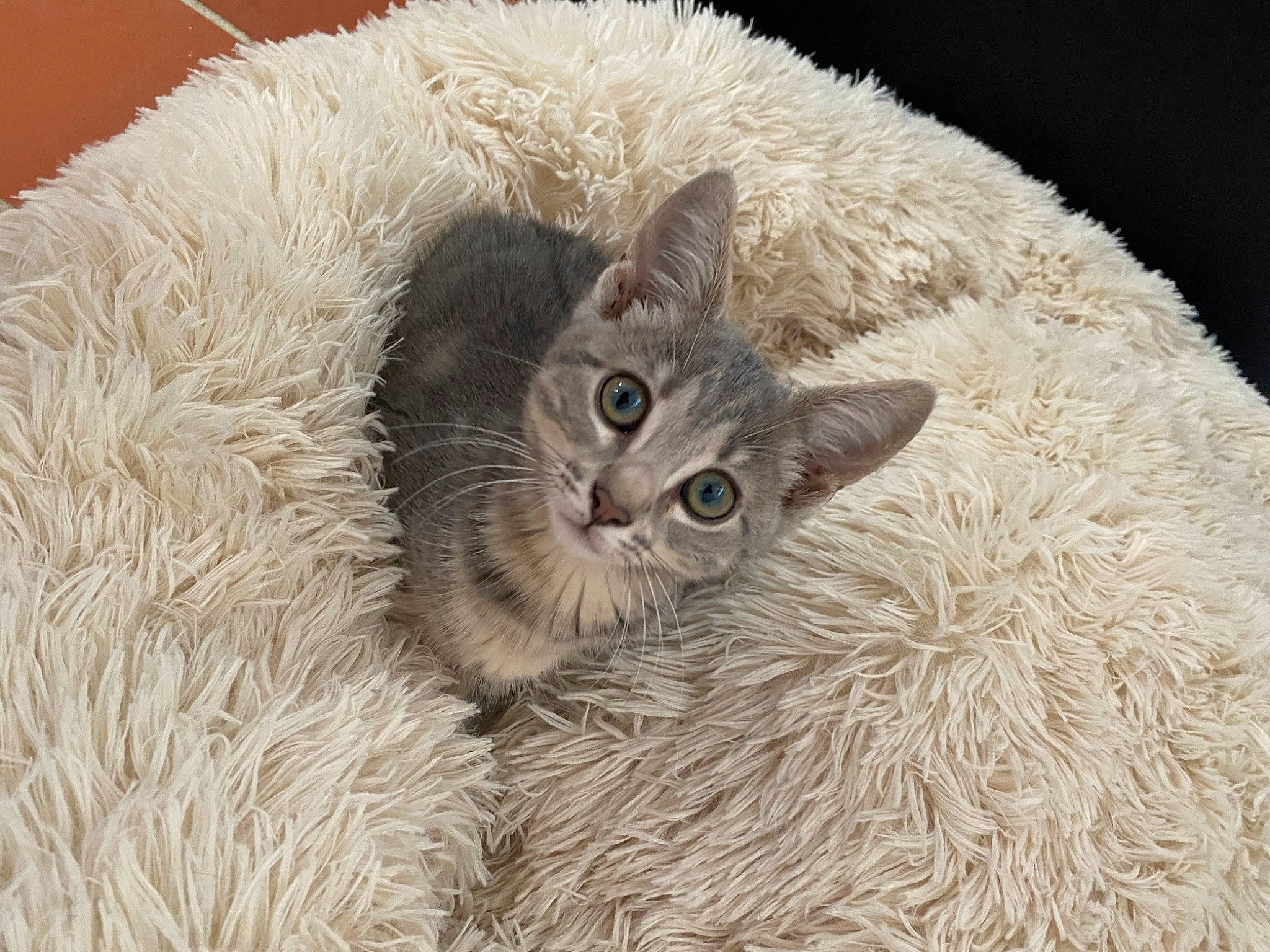 Aïna participe au concours pour gagner de l'argent avec cette photo : beige, carnivore, cat, cat_bed, cat_toy, comfort, domestic_short_haired_cat, fawn, felidae, fur, laperm, small_to_medium_sized_cats, snout, terrestrial_animal, whiskers